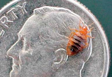 Bedbug nation: Fight back