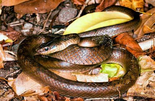 Scientists to protect rare snake in St. Lucia