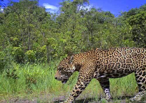 Guyana pledges to protect jaguars