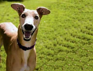 Dental health matters for pets too