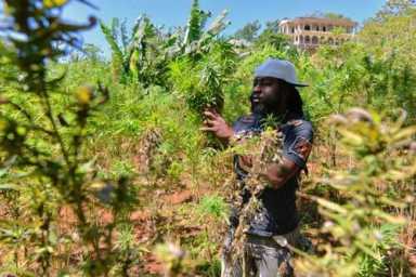 A twist on wine tours for pot lovers