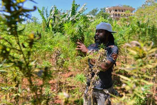 A twist on wine tours for pot lovers