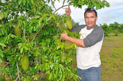 Serving up a healthy dose of soursop to expats