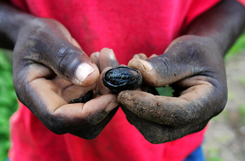 Nutmeg heads up ‘economic revolution’ in Grenada: World Bank