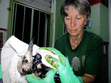 TRINIDAD OIL-SPILL MYSTERY