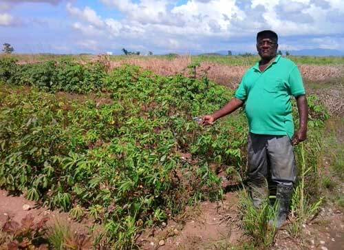 Taste test stymies climate-resistant crops