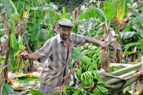 The race to save the Caribbean’s banana industry