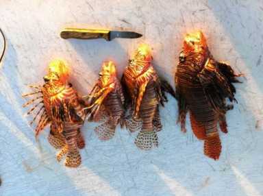Predatory Lionfish decimating Caribbean reefs