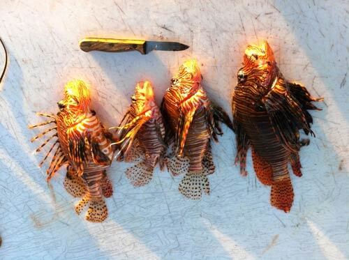 Predatory Lionfish decimating Caribbean reefs