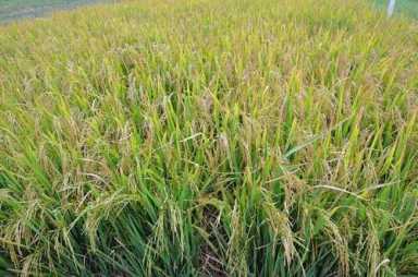 For Guyana, energy plus efficiency equals common sense development|For Guyana, energy plus efficiency equals common sense development