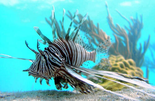 Jamaica reports big drop in lionfish sightings