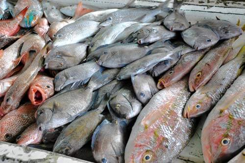 Caribbean fears loss of ‘Keystone Species’ to climate change|Caribbean fears loss of ‘Keystone Species’ to climate change