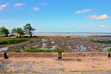 Mangroves could save Guyana’s shrinking coastline|Mangroves could save Guyana’s shrinking coastline