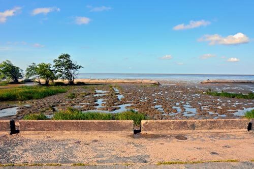 Mangroves could save Guyana’s shrinking coastline|Mangroves could save Guyana’s shrinking coastline