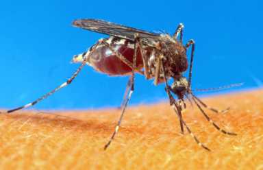 STANCH VIRUS SPREAD