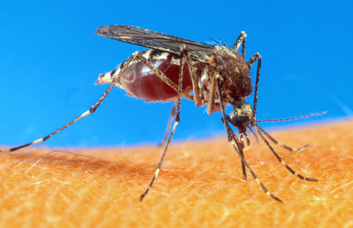 STANCH VIRUS SPREAD