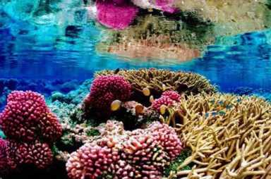 New data sends wake-up call on Caribbean reefs|New data sends wake-up call on Caribbean reefs