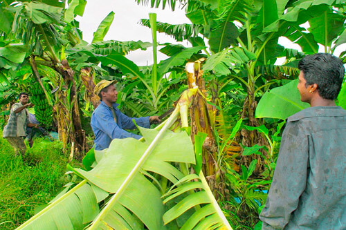 Deadly disease threatens banana industry