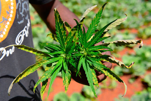 Jamaica official says marijuana reform bill ready