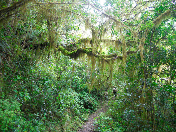 Blue & John Crow Mountains now world heritage site