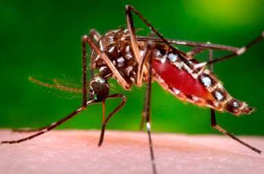ZIKA FEARS SPREAD
