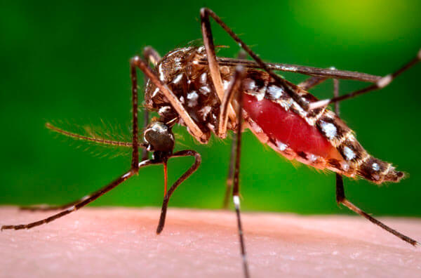 ZIKA FEARS SPREAD