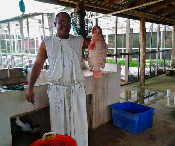 Caribbean looks to aquaculture food security to combat climate change