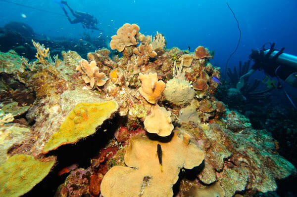 Coral Reef Tourism in danger