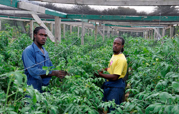 US, EU food standards major hurdle for Caribbean exporters