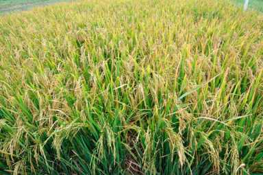 Caribbean stakes future on climate-smart agriculture|Caribbean stakes future on climate-smart agriculture