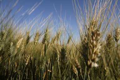Genetically engineered disappointments