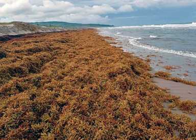 Tobago gears up to fight sargassum invasion