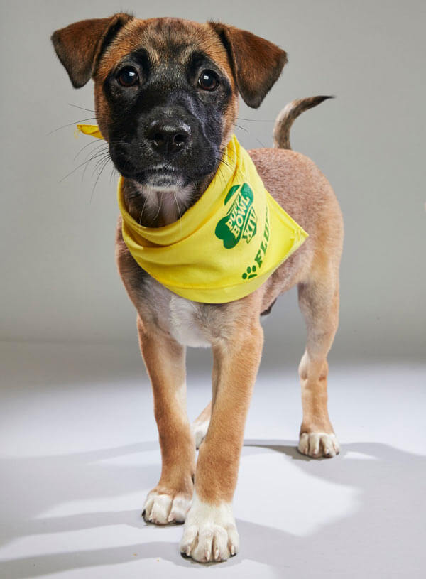 Puerto Rican rescue dogs debut in Puppy Bowl|Puerto Rican rescue dogs debut in Puppy Bowl