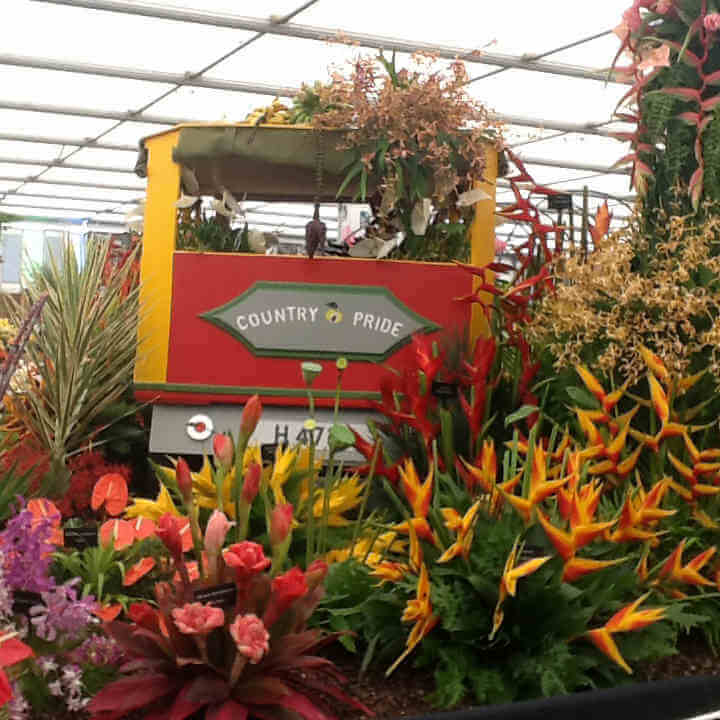 Grenada wins 14th gold medal at RHS Chelsea Flower Show|Grenada wins 14th gold medal at RHS Chelsea Flower Show
