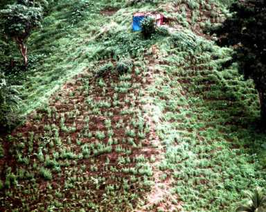St. Vincent to join marijuana export sector