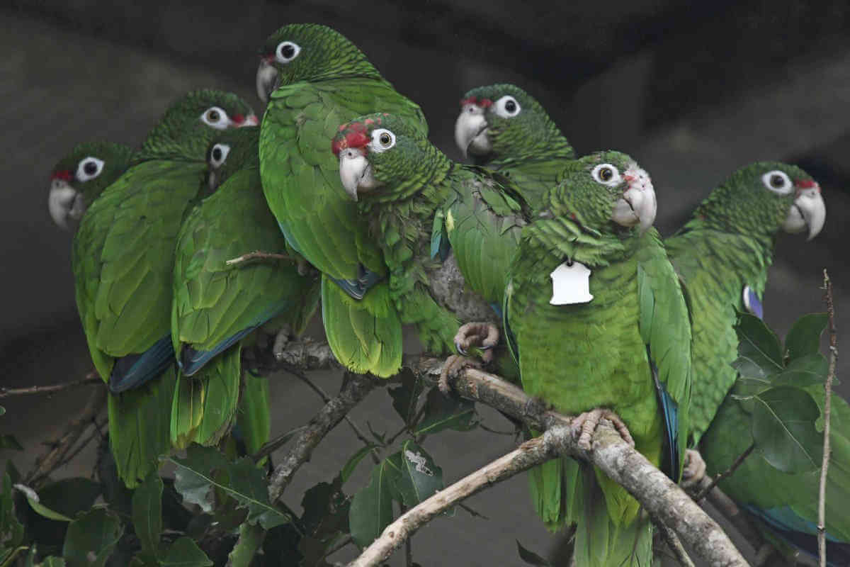 Scientists work to save wild Puerto Rican parrot after Maria
