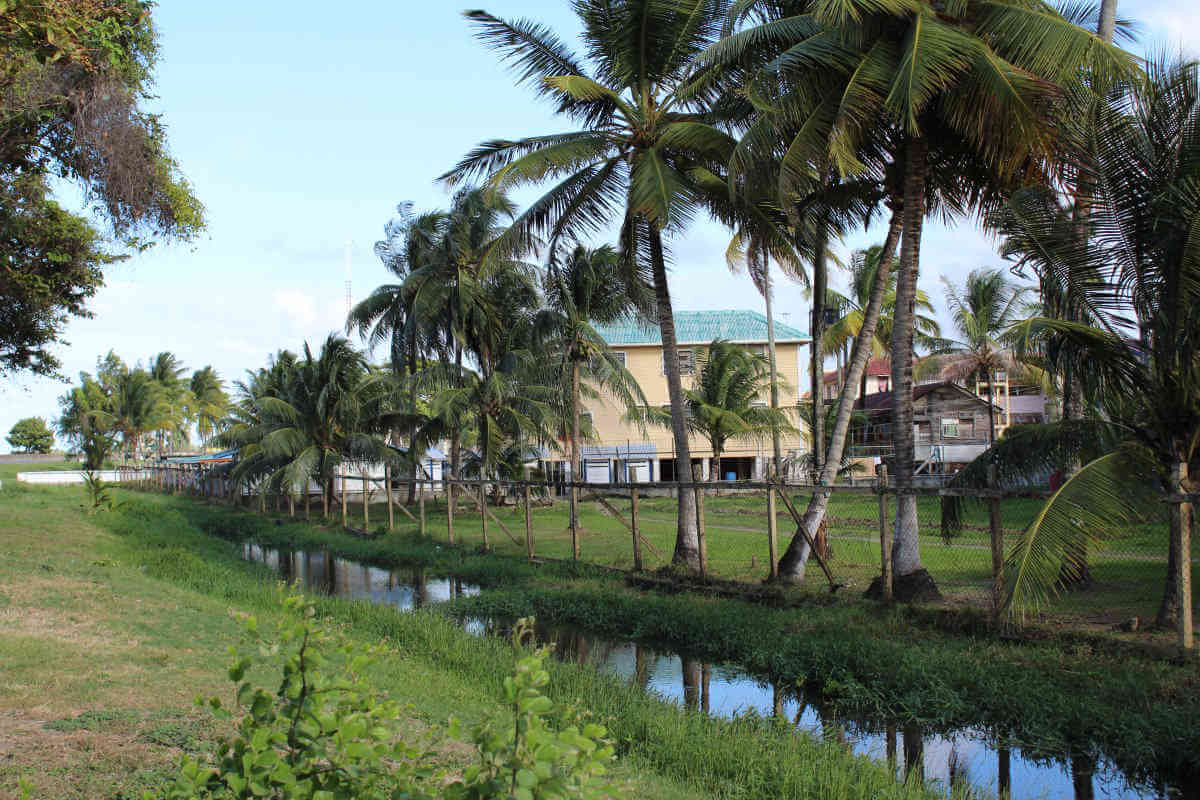 Q&A: Guyana’s roadmap to become a green state|Q&A: Guyana’s roadmap to become a green state