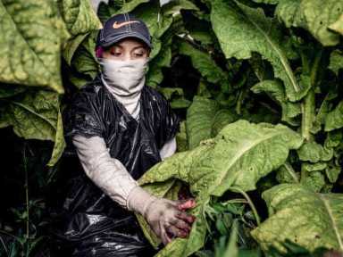 Case against tobacco giant could protect children