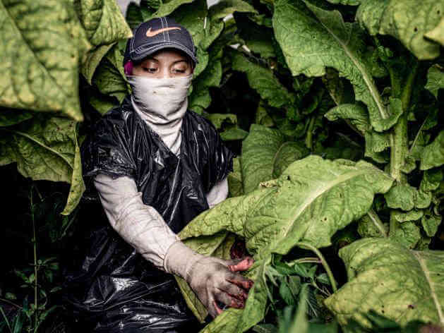 Case against tobacco giant could protect children