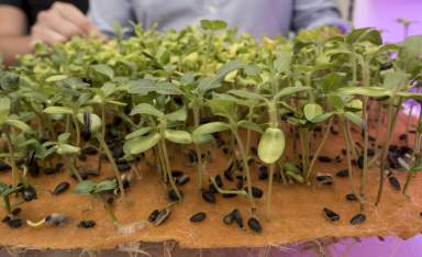 Different vegetables growing in an automated greenhouse prototype by Agrilution are seen in Munich