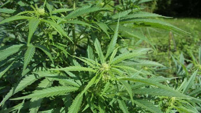 ny-recreational-marijuana-bill-passed-2021-04-02-tb-cl01