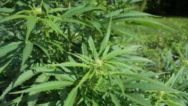 ny-recreational-marijuana-bill-passed-2021-04-02-tb-cl01