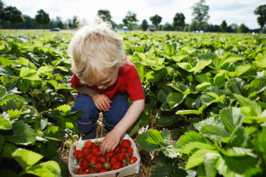 Boy picking strawberries in field