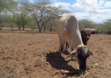 A cow eats banana leaves as the Caribbean nation endures its worst drought in 30 years, in Santiago Rodriguez