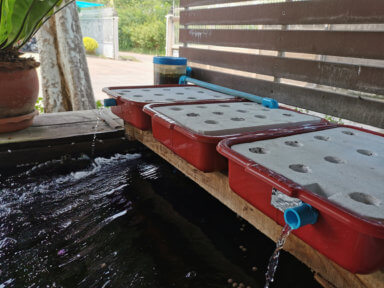 Caribbean Development Bank (CDB) said it was supporting an initiative to implement climate-adaptive aquaponics farming.