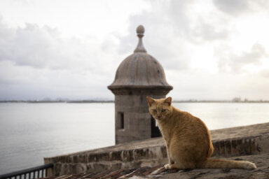 Puerto Rico Stray Cats