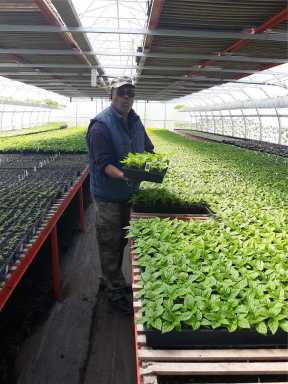 Ron Soogrim visits and inspects produce from one of his farms.